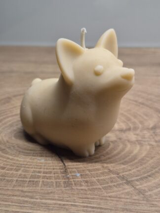 Koer corgi helepruun